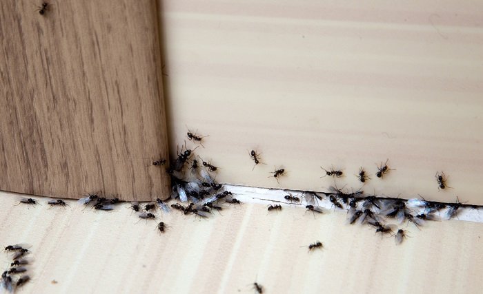 ant colony