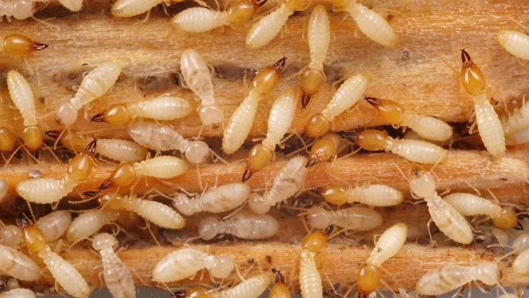 coptotermes subterranean termites