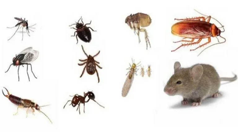 pest control service 01 1
